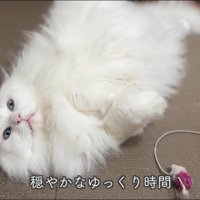 テロップ「穏やかな～」