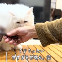 甘噛みするシロちゃん