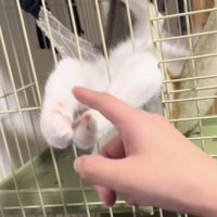 ハンモックでくつろぐ猫の写真2