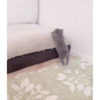 駆け回る子猫
