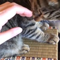 手に噛みつきそうな猫