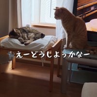 クッションに寝転ぶ