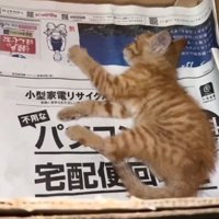 ケガをした猫