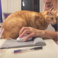 作業台にいる猫