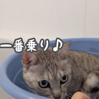お風呂場の桶に入ってくつろぐマロちゃん