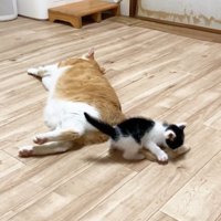 子猫と寝転がっている先住猫