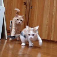 成猫に追いかけられる子猫