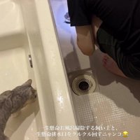 排水溝の蓋を見つめる猫