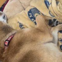 ベッドの縁に頭を乗せて眠る犬