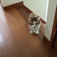 階段を上りきったキジ白猫