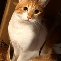 茶白の猫とらくんのアップ