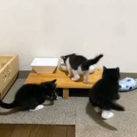 仲良く遊ぶ3匹の子猫