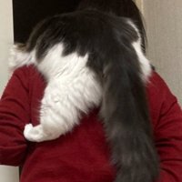 人によじ登る猫（アップ）