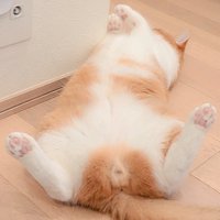 ヘソ天もなかくん