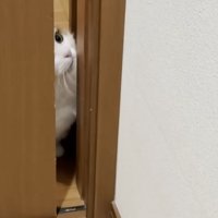考える猫