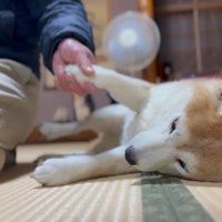 寝転がるももちゃん