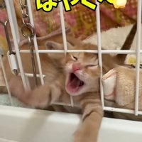 前足を伸ばして大きな口を開けて鳴く子猫