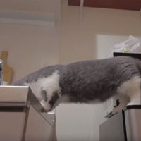 キッチンにいる猫