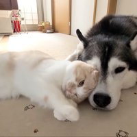 犬に甘える猫