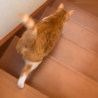 先に降りる猫