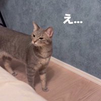 嫌そうな顔をしている猫