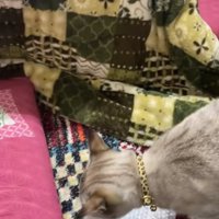 飼い主の前にプチプチを置いている猫
