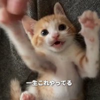 遊んでいる子猫