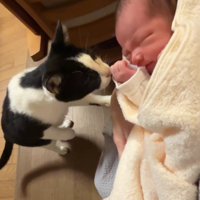 赤ちゃんに近づく猫