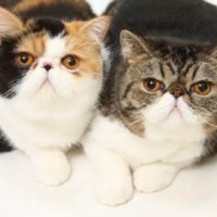 横に並んでいる猫