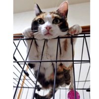 ケージの上にいる猫