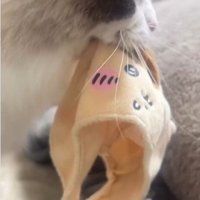 おもちゃを咥えている猫