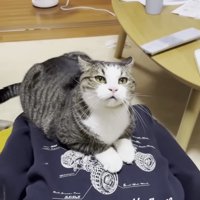 満足そうな顔のおでこちゃん