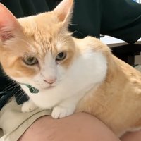 膝の上に乗っている猫