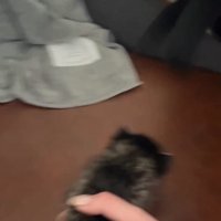 子猫の前からいなくなる黒猫