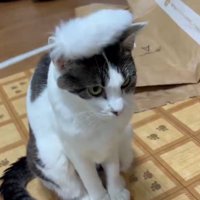猫の頭を猫じゃらしでぽんぽんしている2