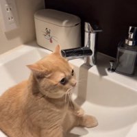 洗面ボウルの中で画面右側をみている猫