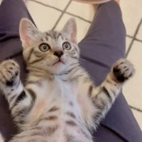 仰向けでカップを見つめる猫