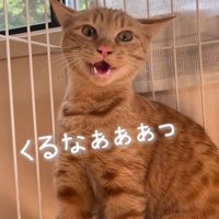 威嚇する猫2