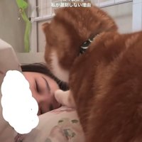 飼い主の眉間に右前足を置いている猫