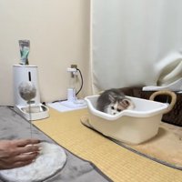 自立型猫じゃらしの前にあるトイレに身をひそめる子猫