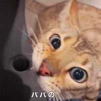 サンダルに噛みつく猫2