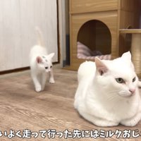 並んでいる成猫と子猫