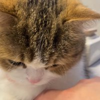 猫のお腹の下に指を入れる飼い主
