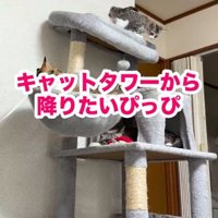 キャットタワー最上段から下をのぞく子猫