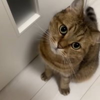 首をかしげて飼い主を見上げる猫