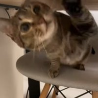 机の下で椅子に座って猫パンチしている猫