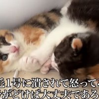 寄り添う子猫たち