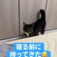 猫じゃらしを咥えている猫
