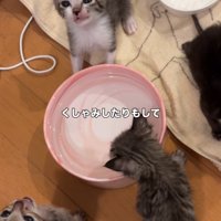 上を向く子猫