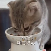 朝ごはんを食べる猫